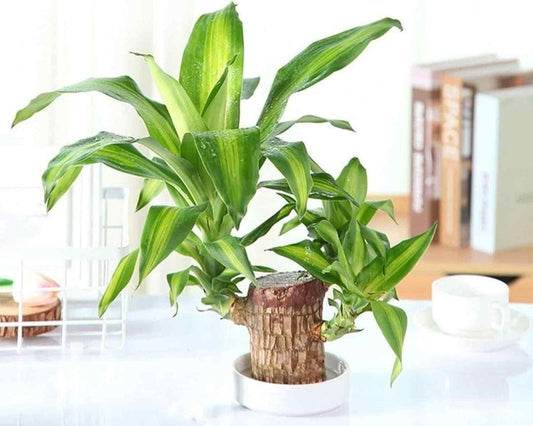 Brazilian Lucky Wood Plant (Pack of 2)